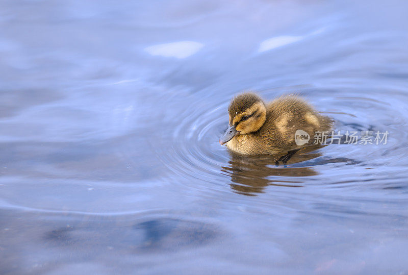 孤独的小鸭在湛蓝的湖水里平静地游着