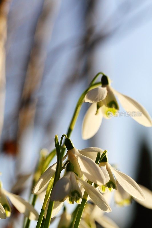 雪花莲