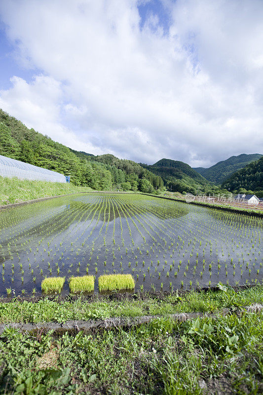 稻田