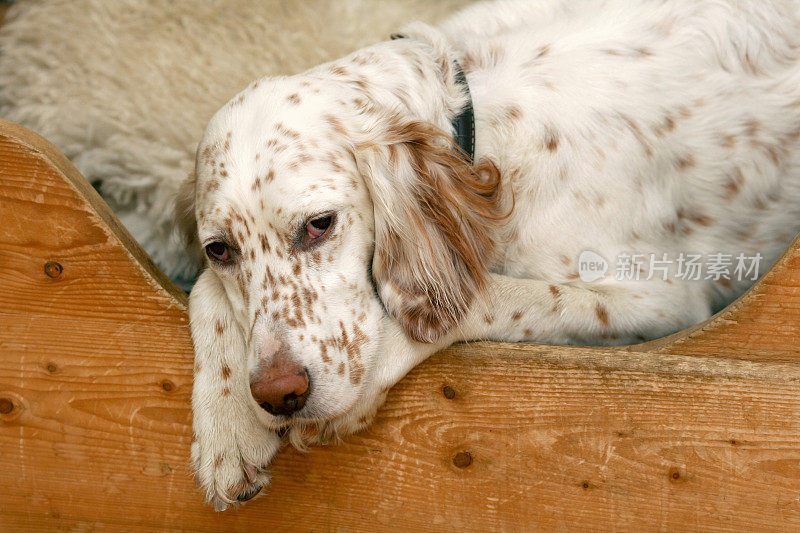 床上白狗-英国赛特犬