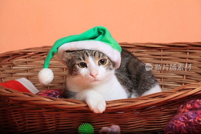 篮子里的猫戴着圣诞帽