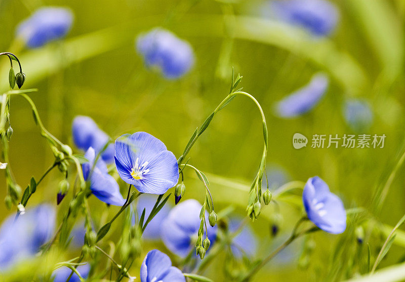 春天的花朵