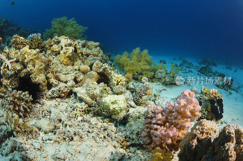 石鱼水下海洋生物珊瑚礁
