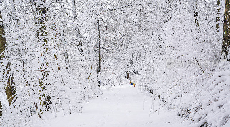 下雪后，狗在冬天的森林里的路上