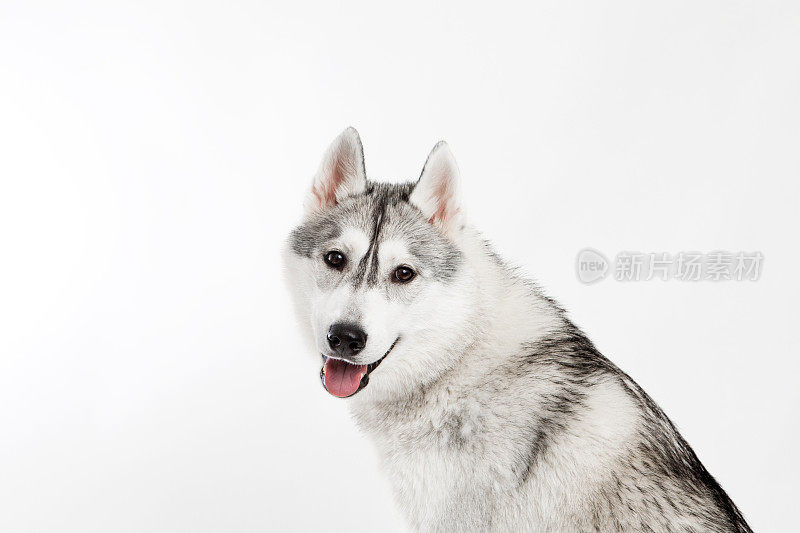 搞笑的西伯利亚哈士奇狗的肖像