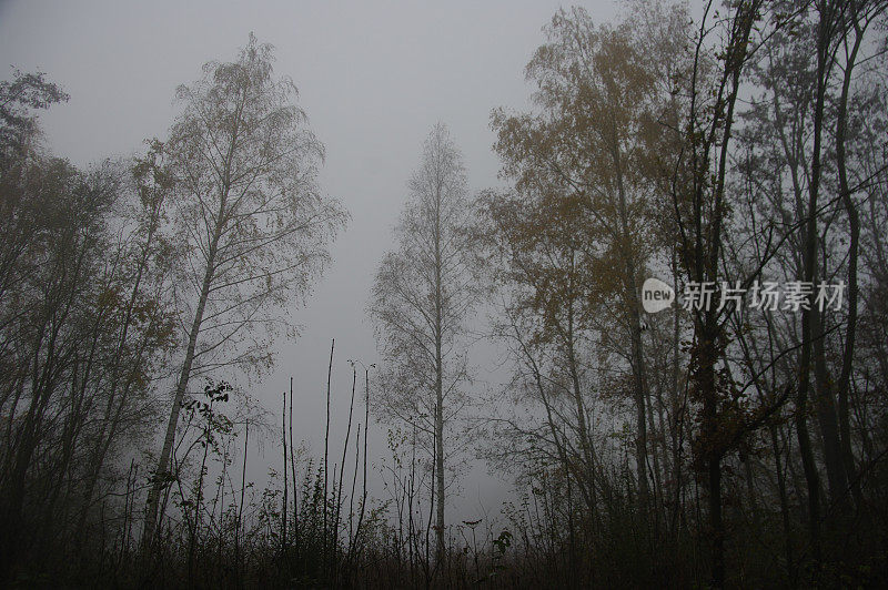 雾秋天的场景