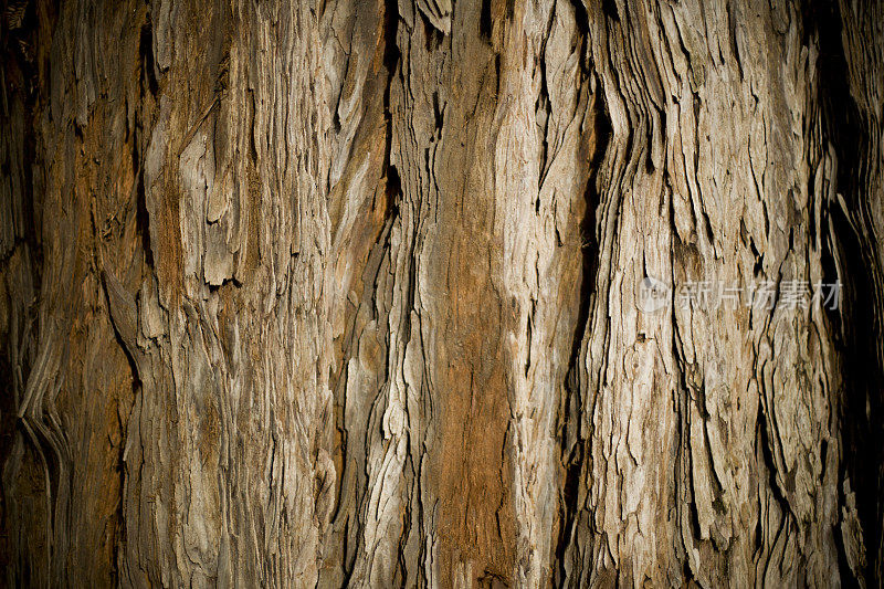加利福尼亚北部的老红杉树皮