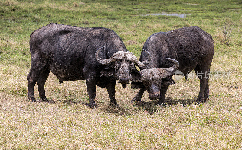 肯尼亚安博塞利国家公园的两头水牛在打架。