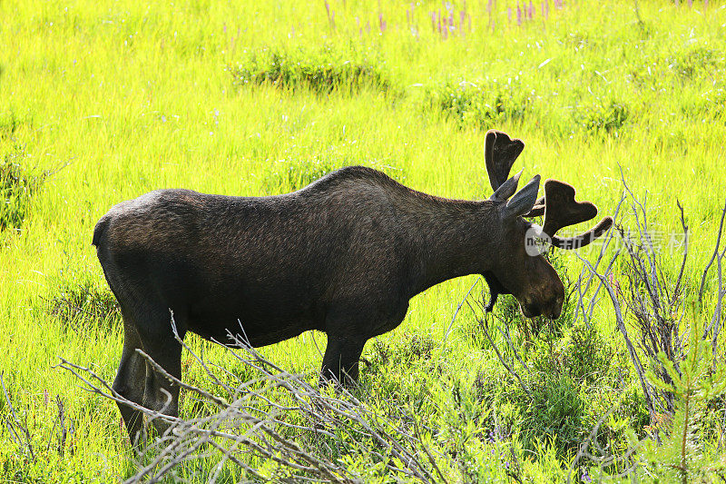 落基山脉国家公园的麋鹿