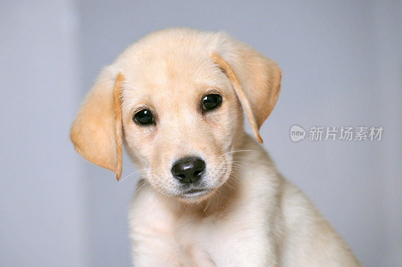 可爱的年轻拉布拉多小狗的肖像与灰色的背景