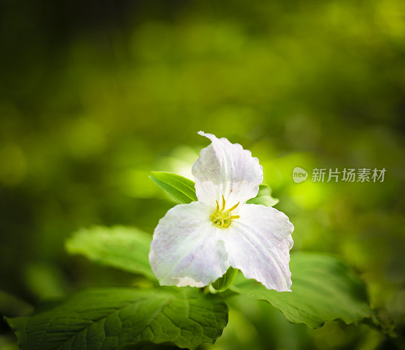 延龄草野花