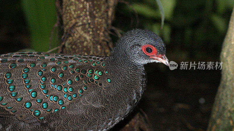 日尔曼的peacock-pheasant