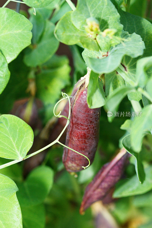 紫色豆荚豌豆藤在花园里生长