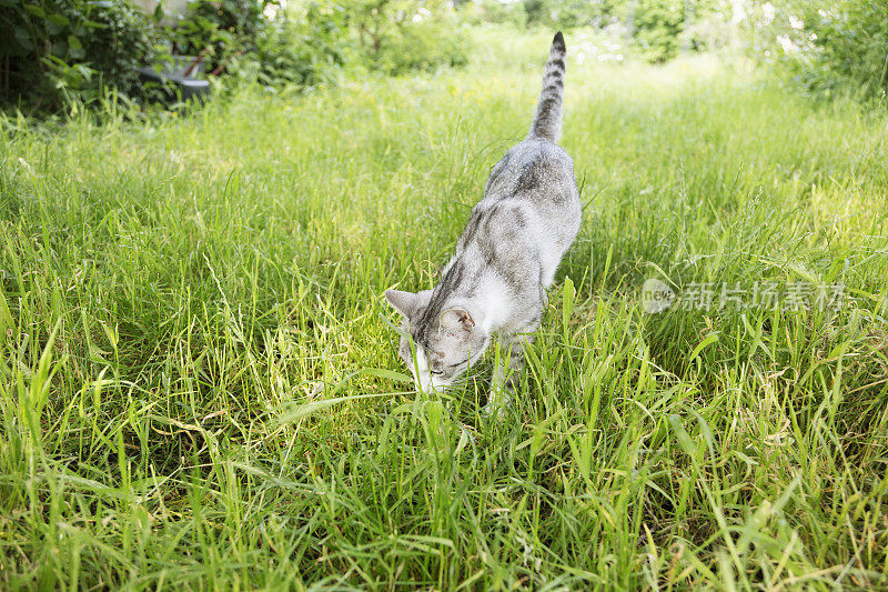 虎斑猫在绿色的花园里散步