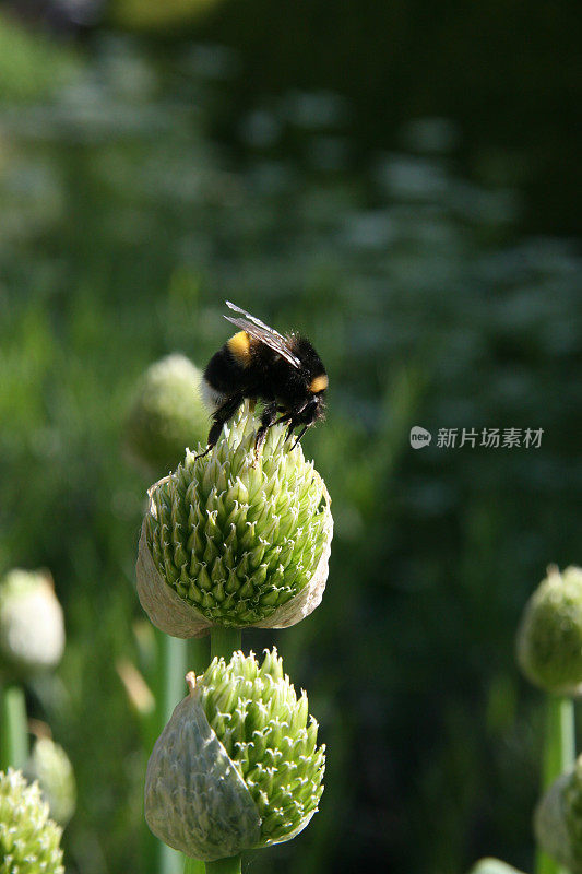 大黄蜂