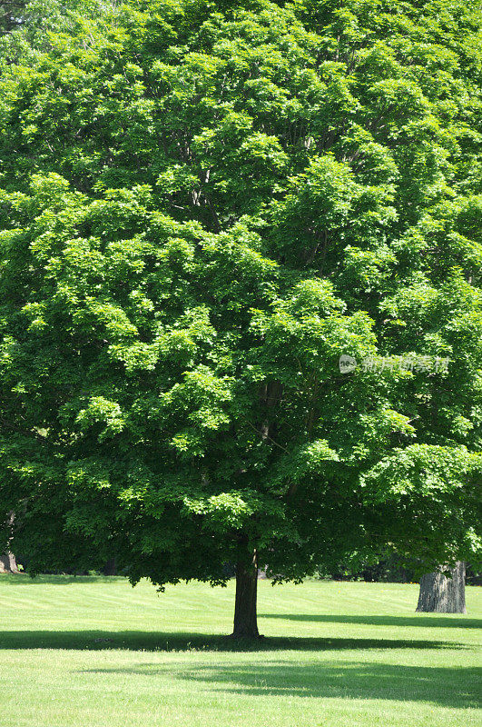新英格兰巨大的绿树
