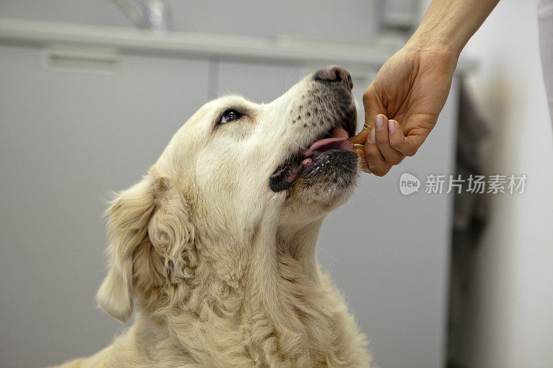 金毛寻回犬在拜访兽医后得到奖励