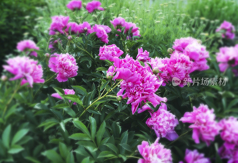 充满活力的粉红色牡丹在花园里