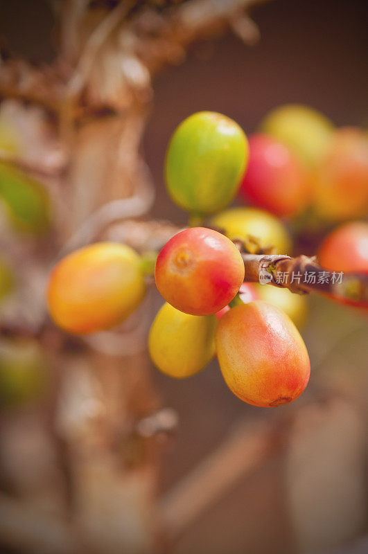 一棵果实成熟的咖啡树的树枝