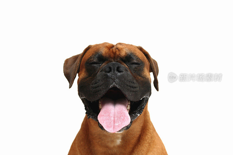 红褐色的拳师犬，下颚黑色，用舌头微笑