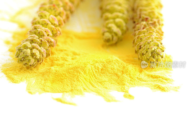 榛树柳絮，白色上有一堆黄色花粉