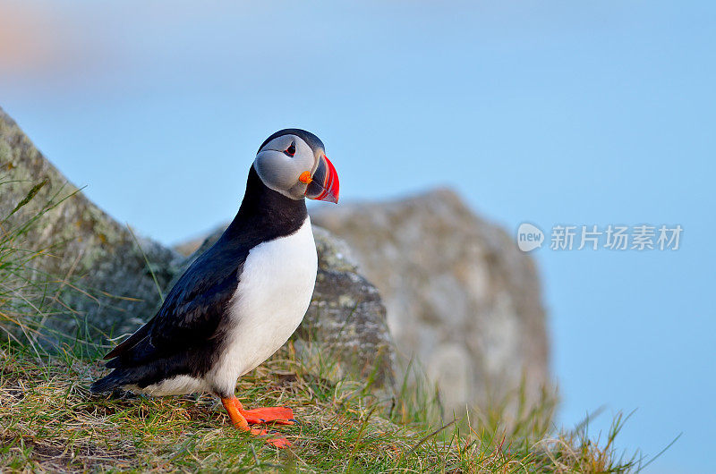 角嘴海雀的鸟