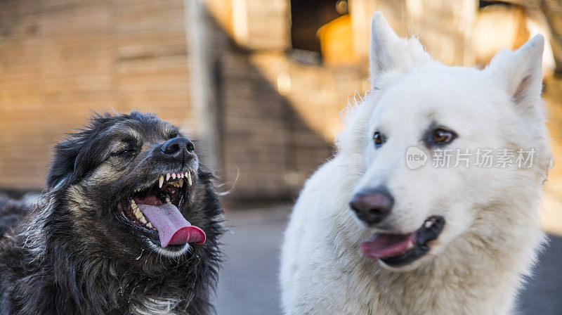 两只狗，纯种牧羊犬和混合品种的一只，在白俄罗斯的乡村农场玩耍和打架