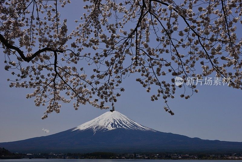 富士山和川口湖的樱花