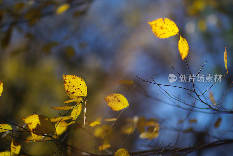 秋叶上的微光模糊了背景