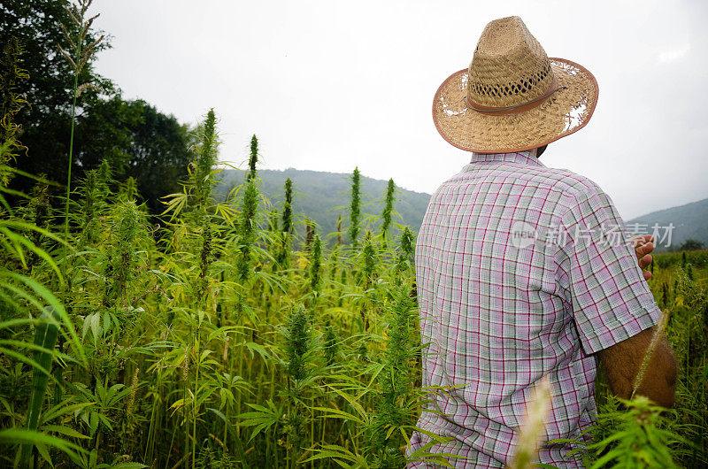 男子采集医用大麻