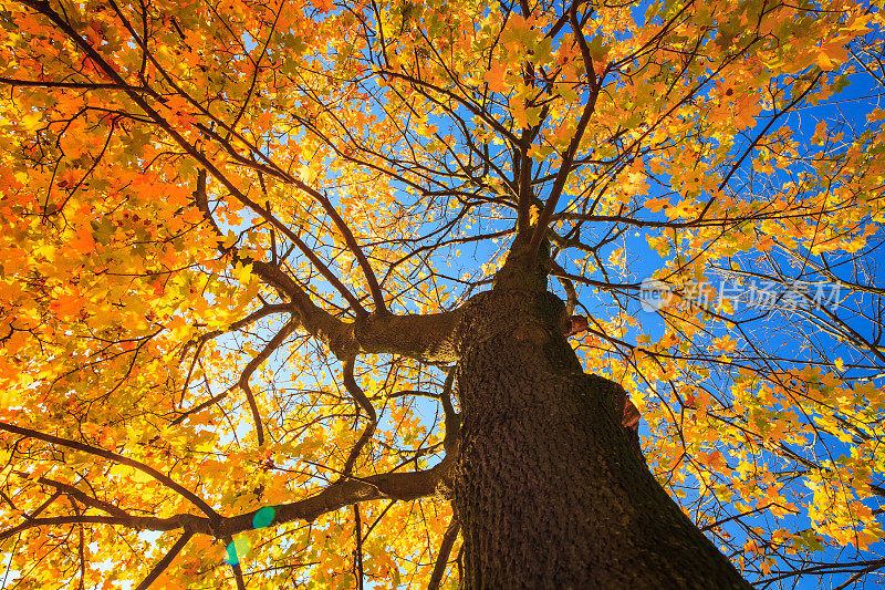 秋天的树向上看-多彩的秋天的叶子