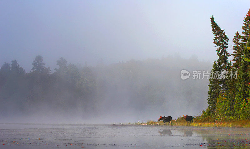 湖边薄雾中的驼鹿