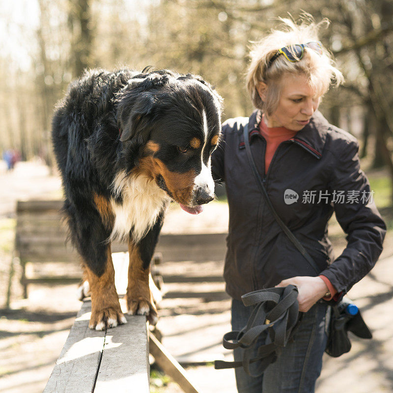 成熟迷人的女人，驯狗师，教伯尔尼山犬在横梁上行走。