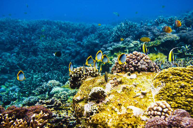 热带海洋中明亮的鱼类和珊瑚礁。