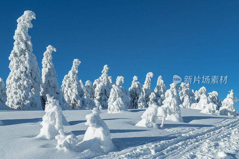 在哈尔茨地区的布罗肯山，阳光下覆盖着白雪皑皑的树木