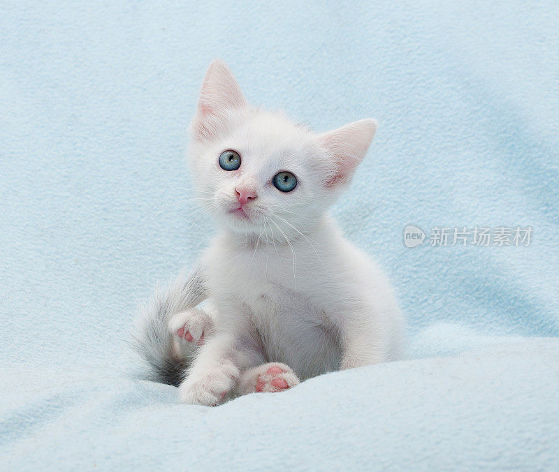 毛茸茸的小白猫坐在蓝色的上面