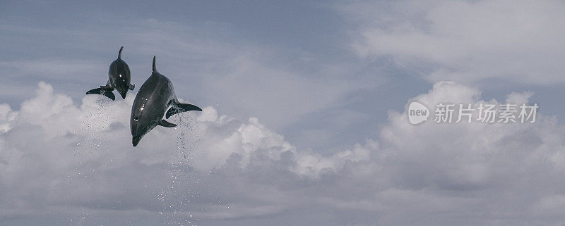 日本冲绳的海豚