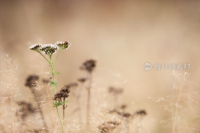 秋草