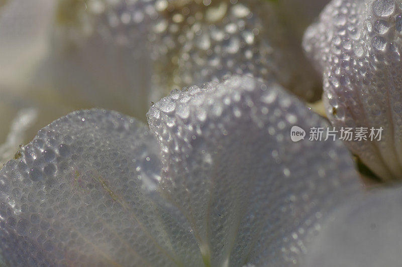 雨滴落在花瓣上