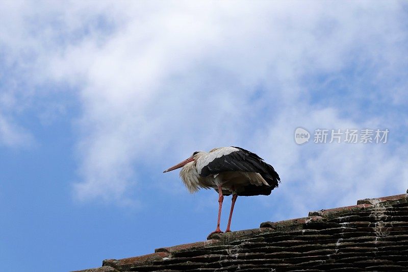 屋顶上有一只白鹳