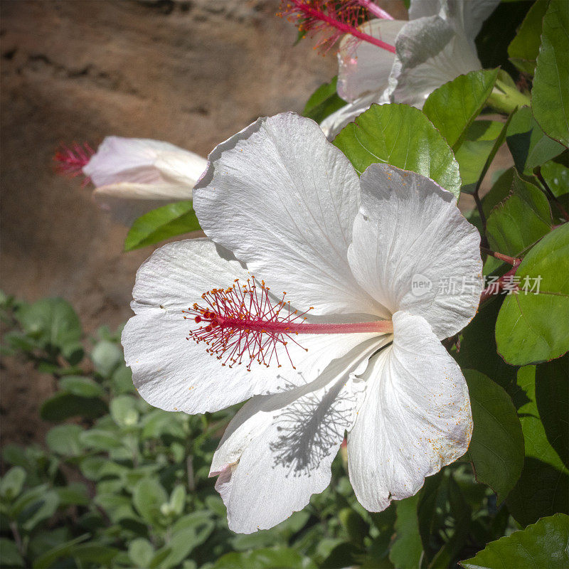 芙蓉的白色花