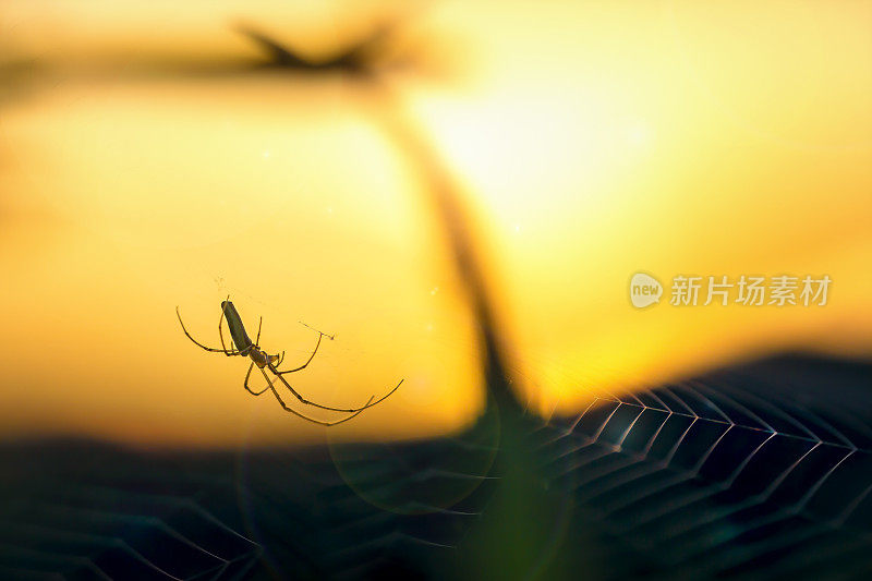 蜘蛛挂在蜘蛛网上，在日落的时候