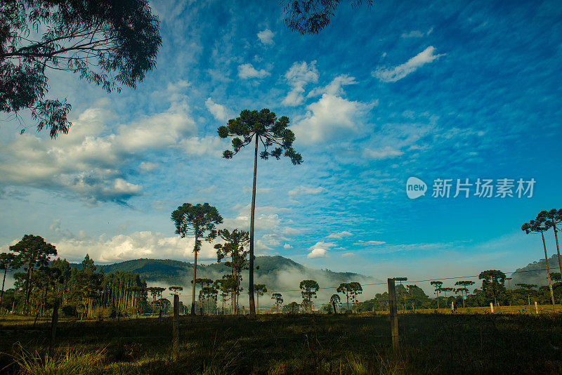 乡村风景——沙枣在大雾弥漫的田野里