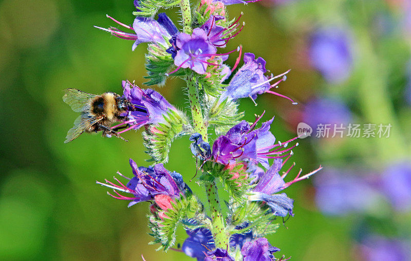 夏天的蜜蜂