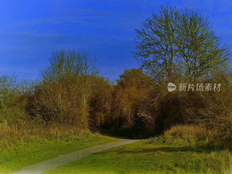 从小路上望去，穿过典型的英国乡村风景——绿树成荫的田园风光——在阳光明媚的日子里徒步行走风景郁郁葱葱