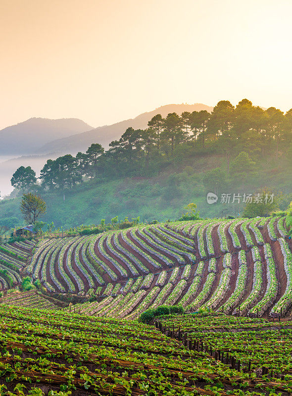 泰国北部的山景，日出和薄雾