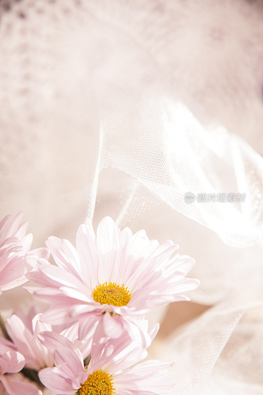 粉红色的雏菊花和白色薄纱，带花边的copyspace。