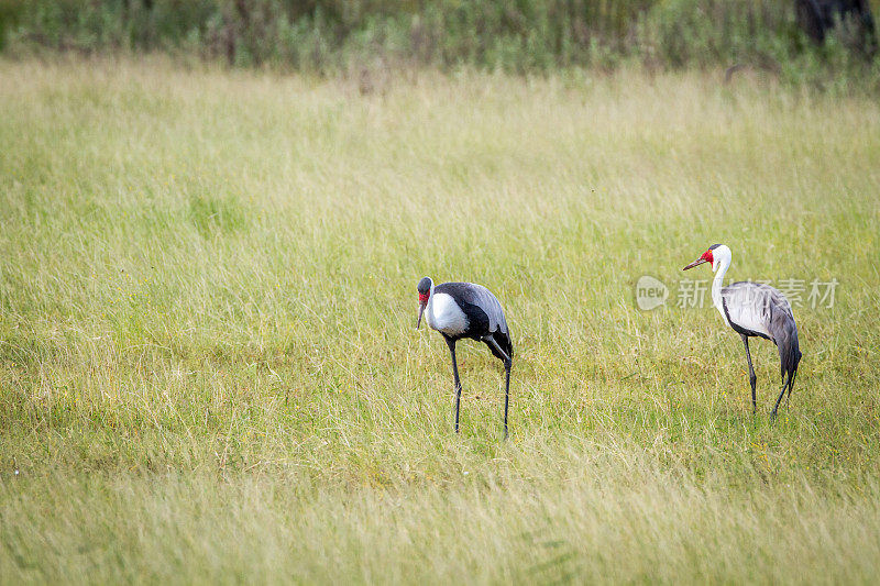 两只鹤站在草地上。