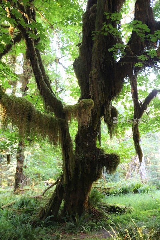 苔藓覆盖的树枝，Hoh雨林，奥林匹克国家公园，华盛顿