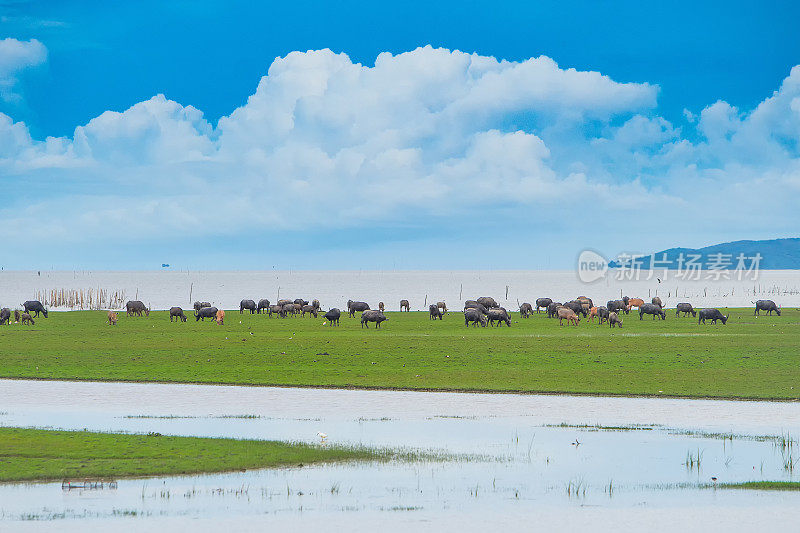 泰国巴塔隆湿地的水牛